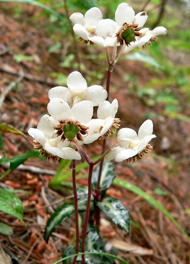 {Chimaphila maculata}